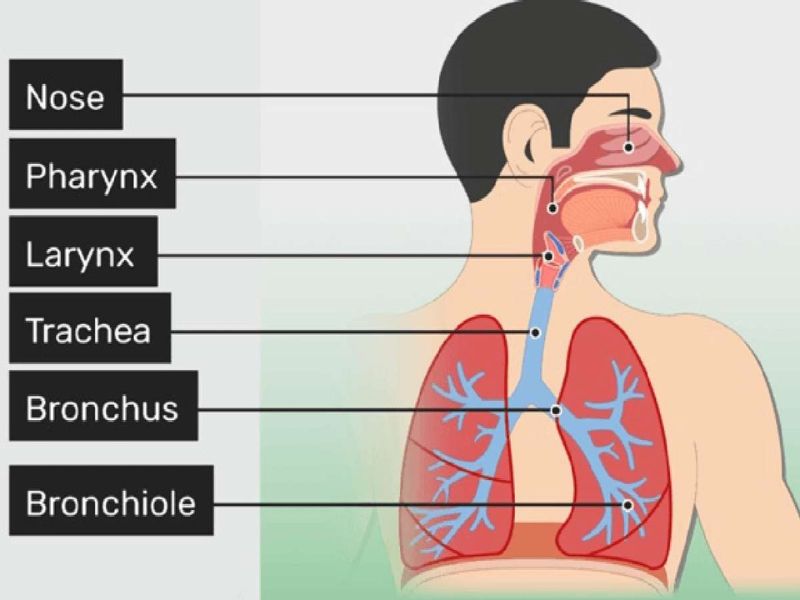 آشنایی با اعضای مختلف سیستم تنفسی